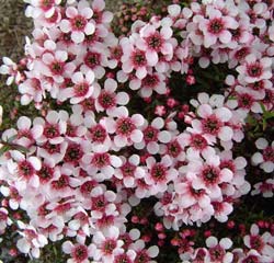 Leptospermum humifusum